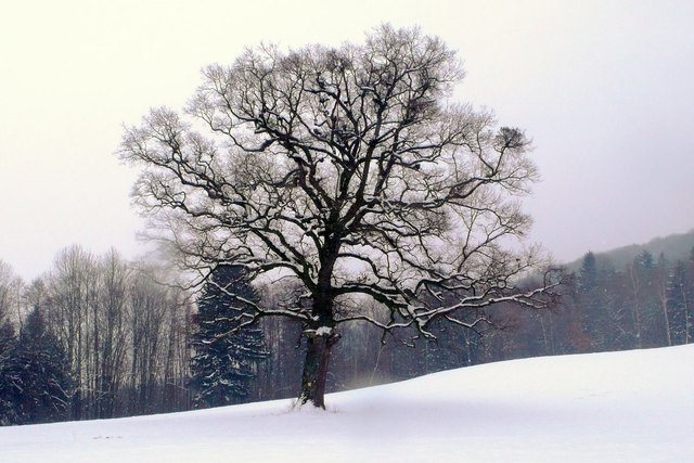 Die Stieleiche in Oberndorf an der Melk gilt seit dem Jahr 1995 als Naturdenkmal.