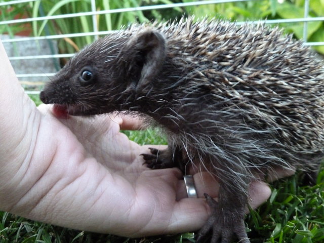 Foto: Tierheim Linz