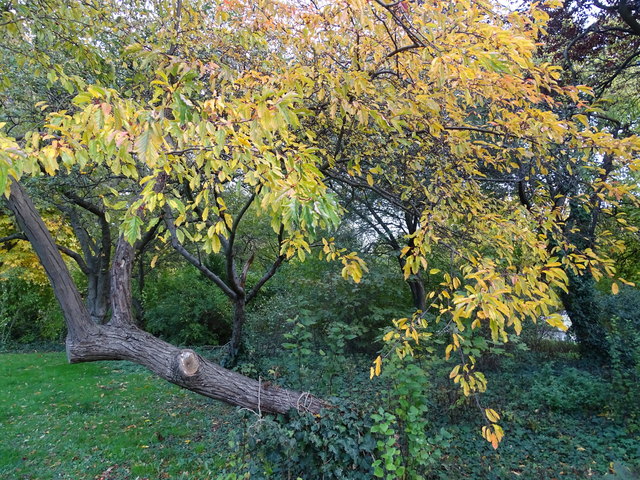 Im Kongresspark