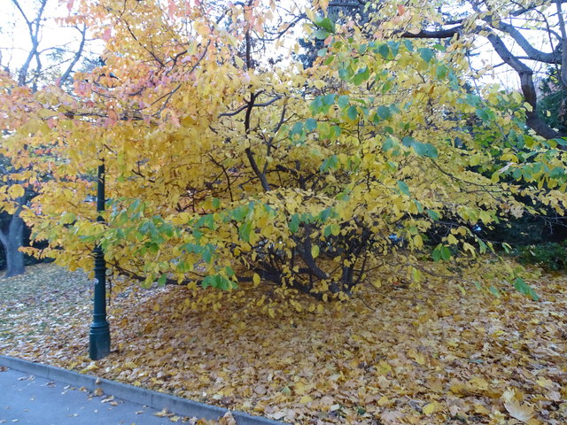 Im Kongresspark