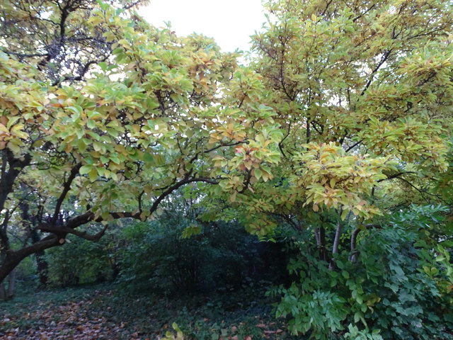Im Kongresspark