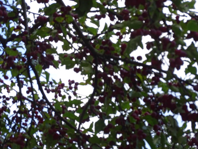 Im Kongresspark