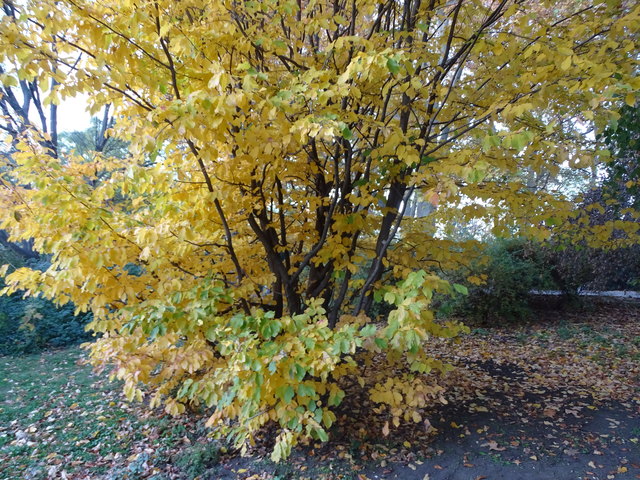 Im Kongresspark