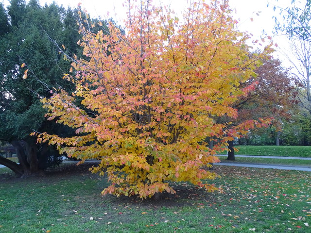Im Kongresspark