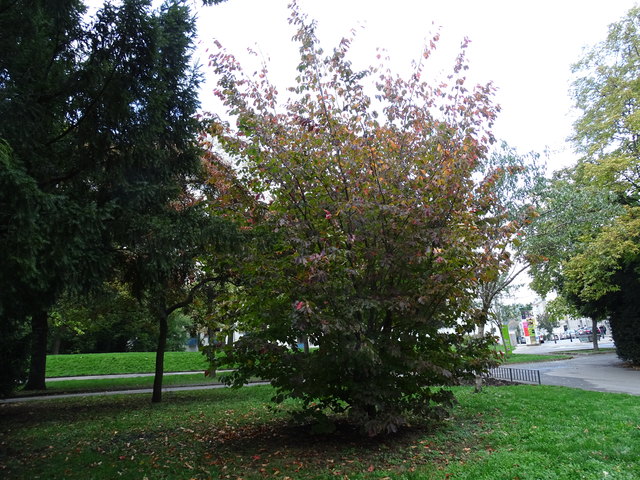 Im Kongresspark