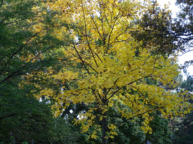 Im Kongresspark