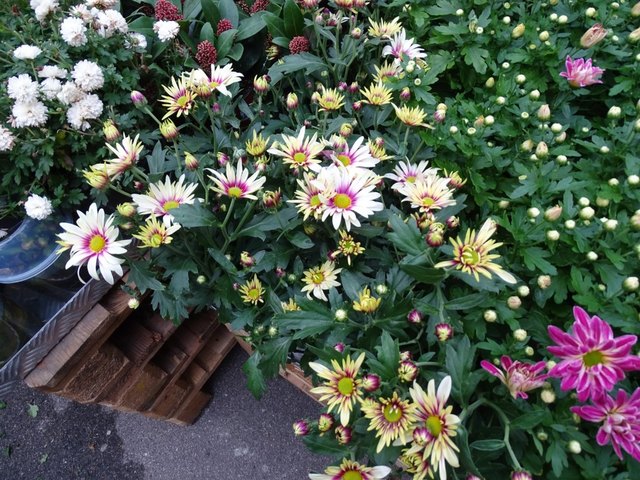 Herbstblumenangebot im Baumarkt