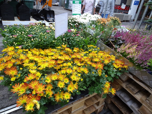 Herbstblumenangebot im Baumarkt