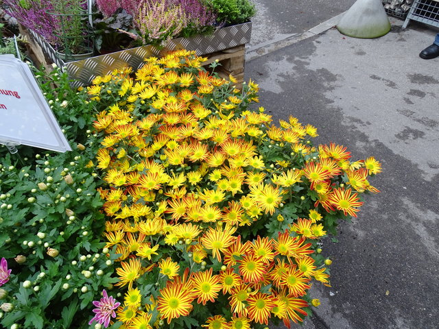 Herbstblumenangebot im Baumarkt