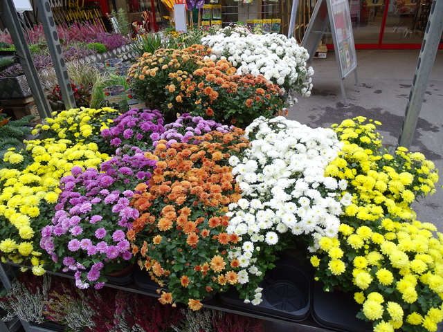 Herbstblumenangebot im Baumarkt