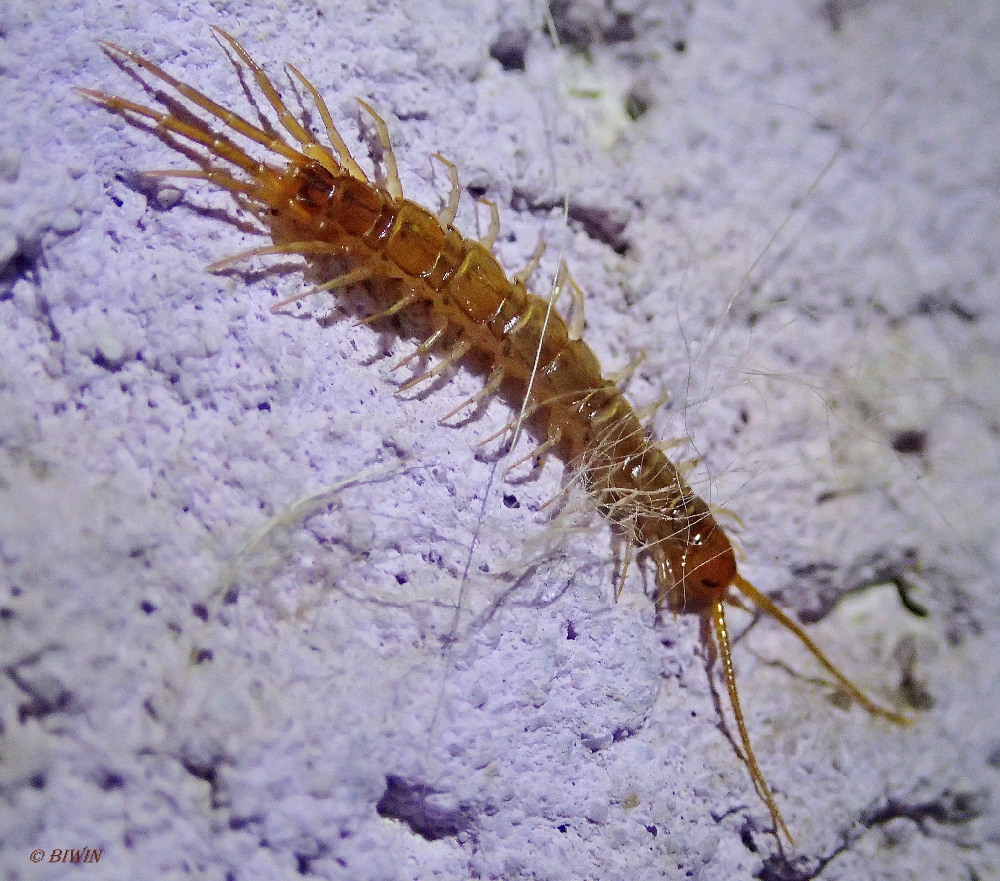 Steinläufer gestern in der Nacht entdeckt ! Krems