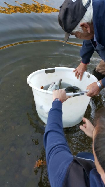 Behutsamer Einsatz beim Fischbesatz am Trabochersee, der den Abschluss der heurigen Angelsaison darstellt.