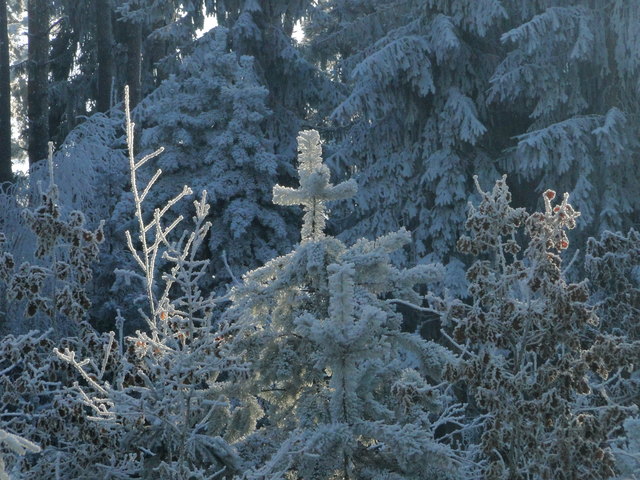 Ein Wipfel zeigt sich als Kreuz
