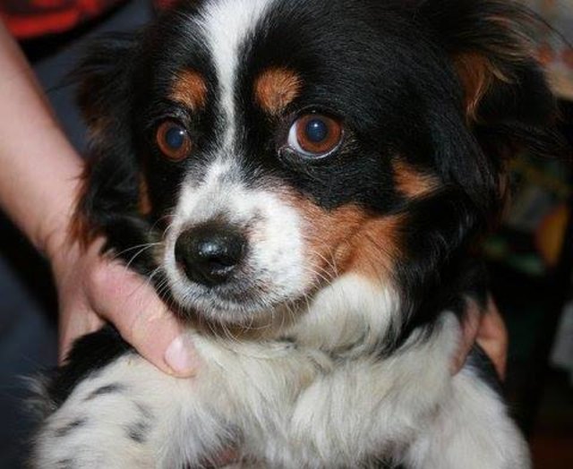 Die Hundedame Coco kann in Landl besucht werden.