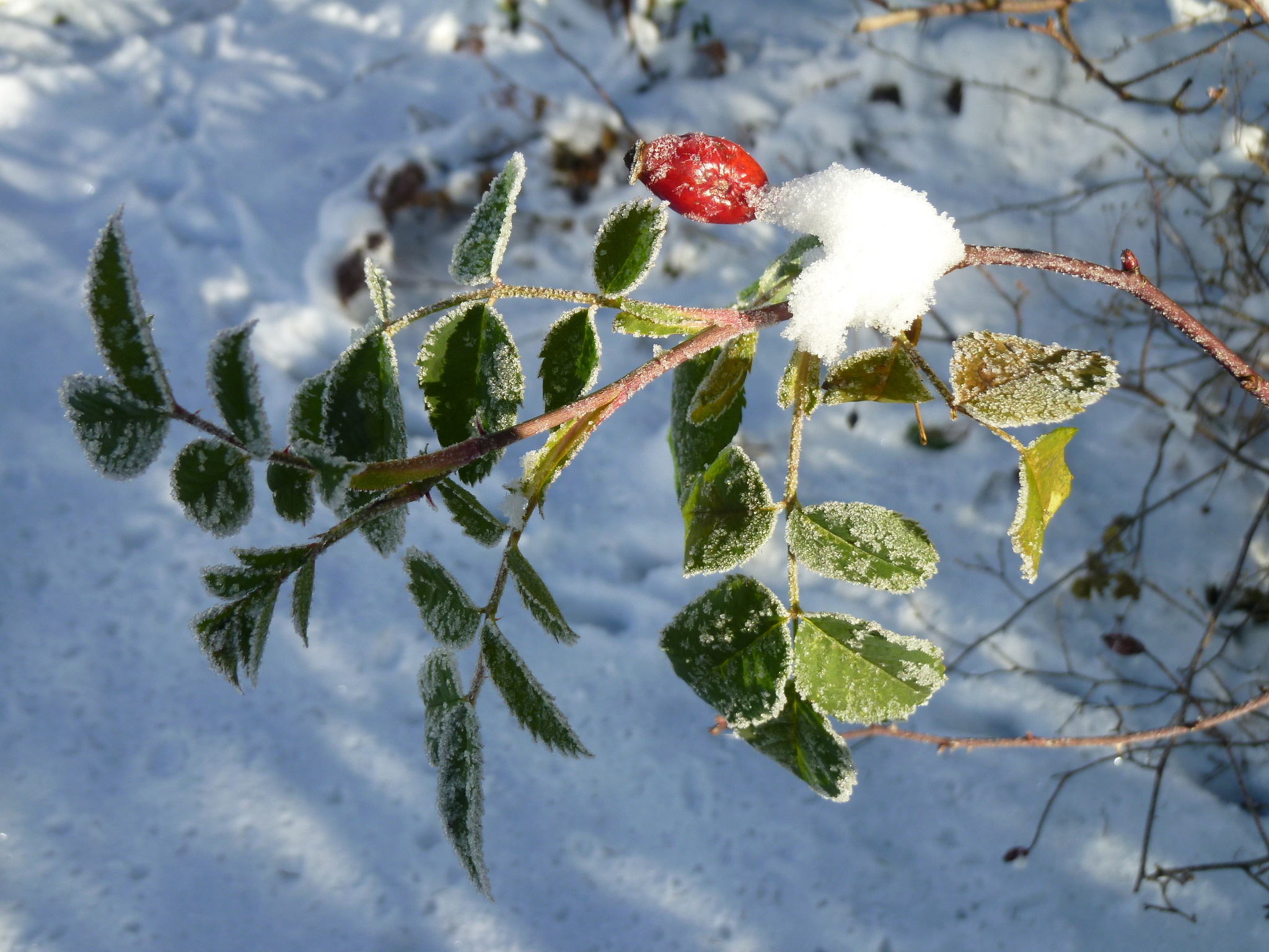  Das Kalenderblatt für den Januar! - Deutschlandsberg 