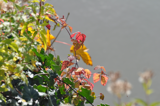 Buntes Blattwerk ebenfalls im November 2013
