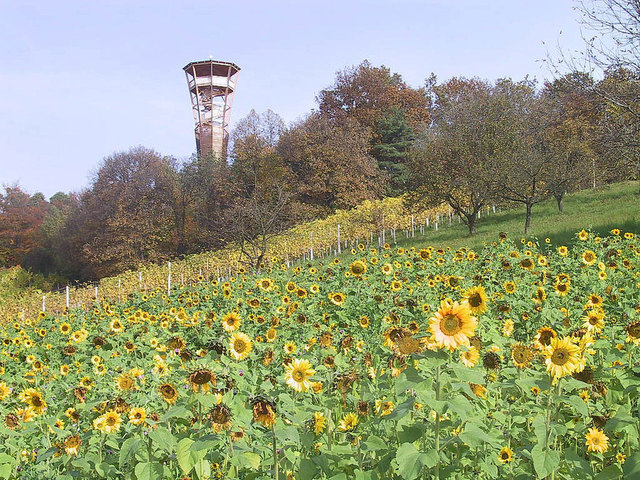 Die Weinwarte am Perbersdorfberg in St. Peter am Ottersbach. | Foto: Bergfex.at