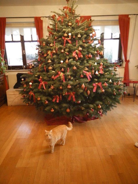 Weihnachten im schönen Aschau! Auch dem Kater gefällt's! ;-)