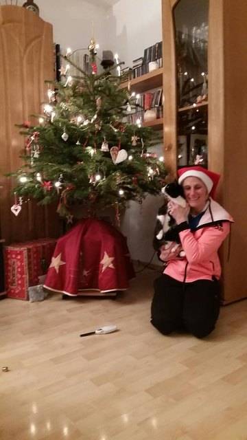 Unsere Katze Gina und Abenteuer Christbaum