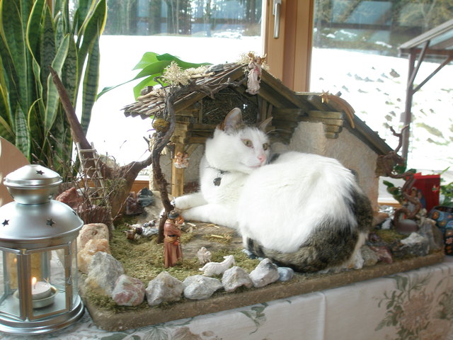 Kater Jonny in der Krippe