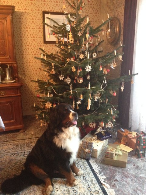 Elisabeth Amri, unser Hund Eyco mit Christbaum