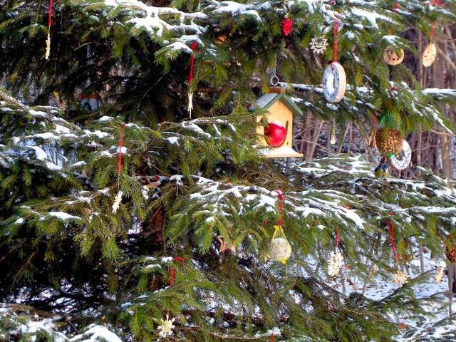 (M)ein Bäumchen für alle im Kurpark von Bad Tatzmannsdorf