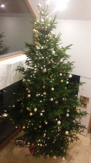 Fam. Tröscher Tschurndorf, Baumhöhe 5,5m