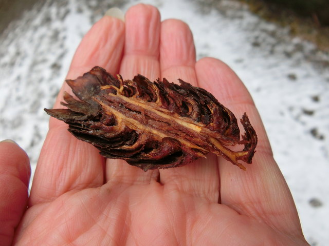 Den Zapfen hat bestimmt ein Eichkatzerl halbiert.