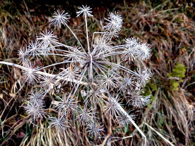Wiesenkerbel getrocknet