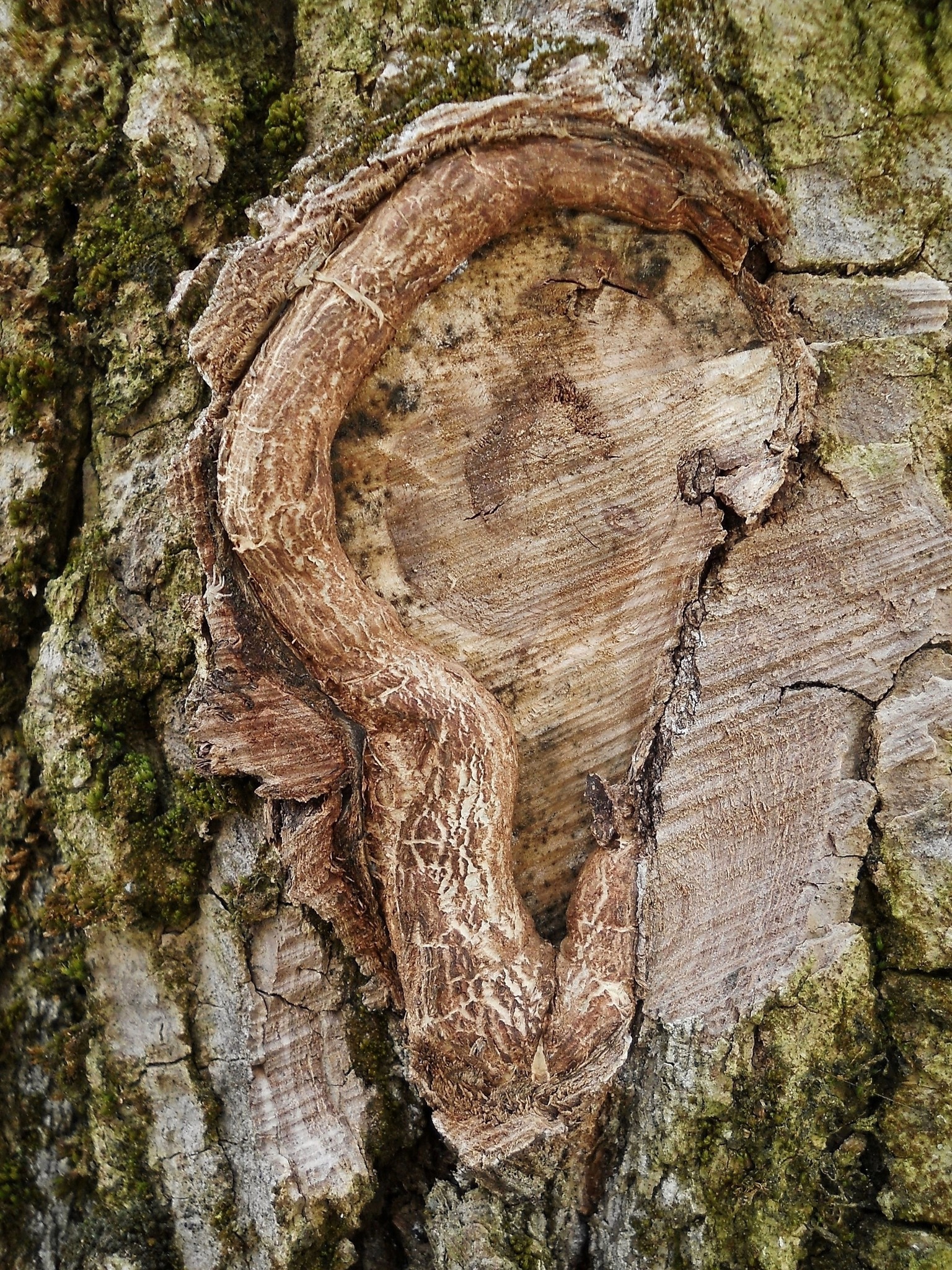 Lauschangriff Lauschangriff