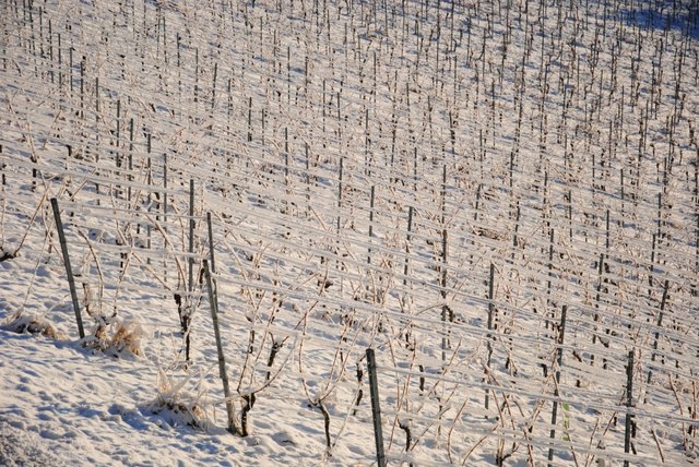 Foto: (c) Cornelia Kerber, DIE KERBER; Theresienkeller.at. Schneebedeckte Weinreben im Sausal
