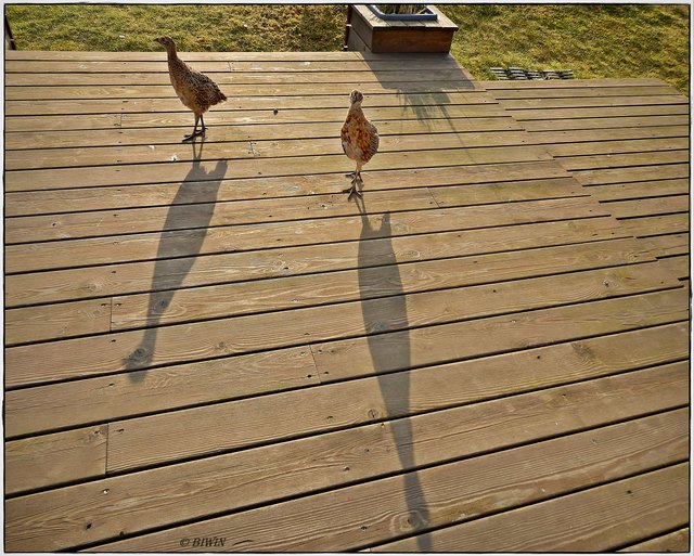 Schattenspiel von 2 Jungfasanen