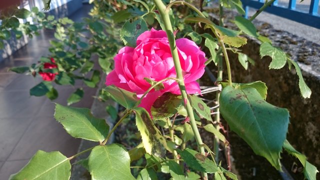 Ein wenig Farbe für unseren gegenwärtigen sonst noch so (g)rauen Alltag! Ein Foto aus der Fotoreihe: " Die Blumen meiner Mutter" - Schönen Tag noch!