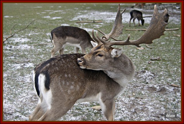 Damhirsch