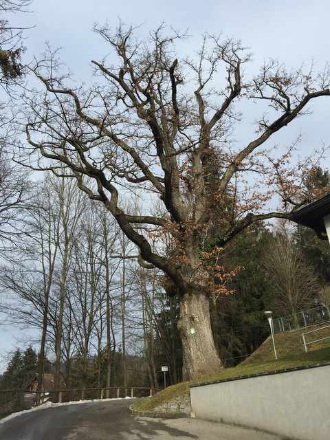 Die Stieleiche ist etwa 140 Jahre alt und wurde 1987 zum Naturdenkmal erklärt.