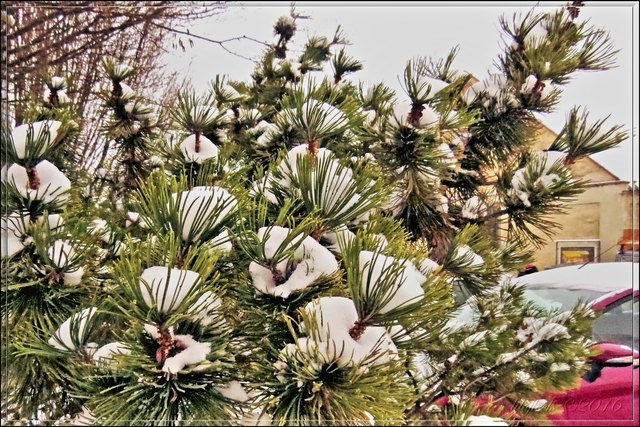 Wenn ich schon keine richtigen Blüten haben kann, halte ich wenigstens den Schnee so fest, dass es aussieht, als wären es welche!
