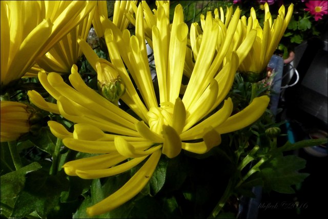 Das sind welche. Sie sollen ein wenig Sonne in die graue Zeit bringen.