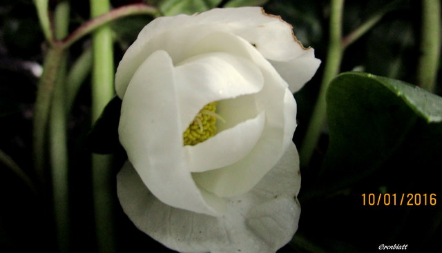 Schneerosen-Christrosen kommen bei uns jetzt schon an verschiedenen Stellen.