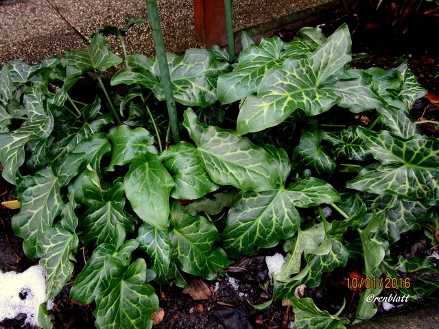 http://www.gartendatenbank.de/wiki/arum-italicum