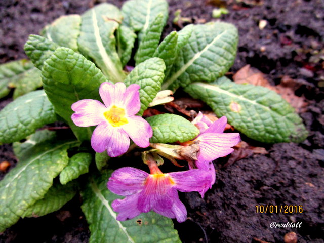 Da habe ich mich sehr gefreut, ja eigentlich immer in unseren kleinen Paradies. LG Renate http://www.mein-schoener-garten.de/de/gartengestaltung/froehlich-bunte-fruehblueher-46272