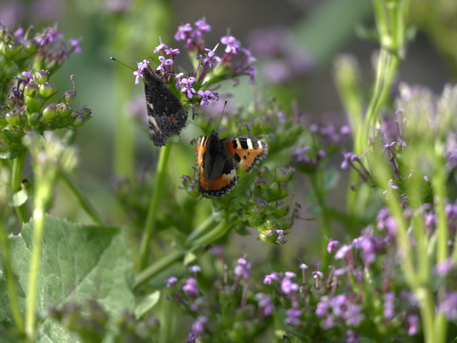 (c) Natur im Garten / Alexander Haiden