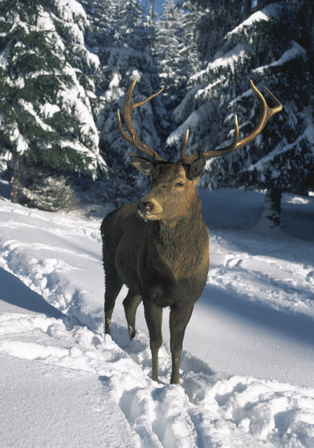 Hirsch (Symbolfoto).