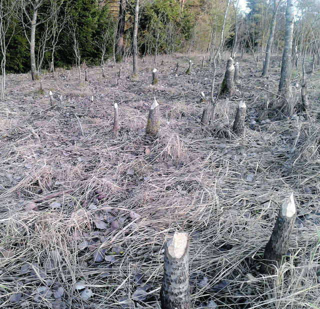 Die Biber holen sich im Distltal in Zwettl/Oberneukirchen etliche Bäume, die als Futtervorrat im Winter dienen.