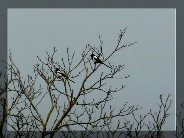 Heute morgen saßen diese beiden Elstern auf dem Baum, auf dem sonst immer mehrere Tauben sitzen.