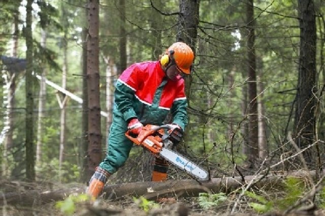 Bei der Holzarbeit im Wald muss Sicherheit groß geschrieben werden.