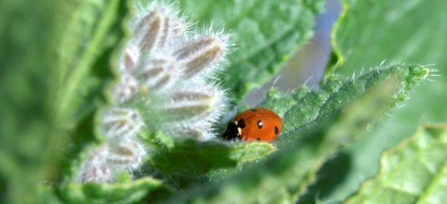 (c) Natur im Garten / Alexander Haiden