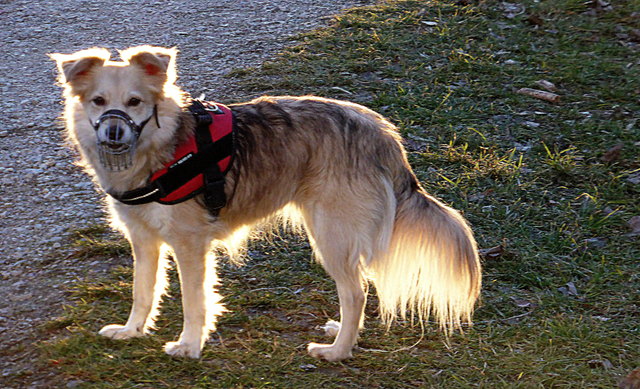 Herrl sagt ich bin ein wandelnder Mühlschlucker! LUNA 13.01.2016