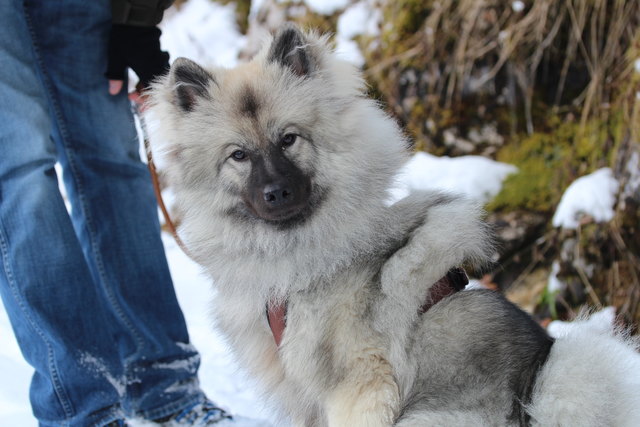 Diese Hundedame habe ich heute am Schwarzensee getroffen. Was soll mir dieser Blick...." SAGEN"?