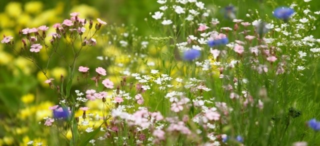 (c) Natur im Garten / Alexander Haiden
