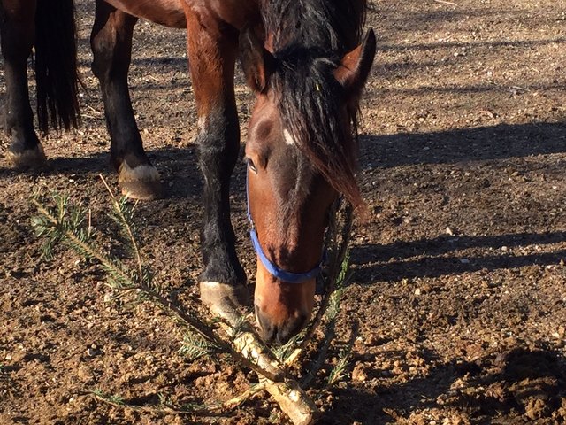 Dieses Pferd hat mit einem Christbaum die größte Freude